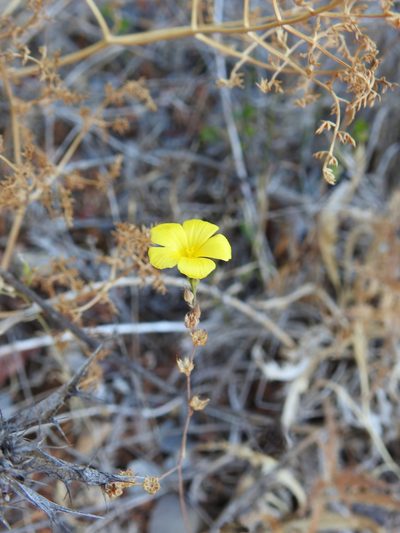 Linum tenue, photographed by Duarte Frade