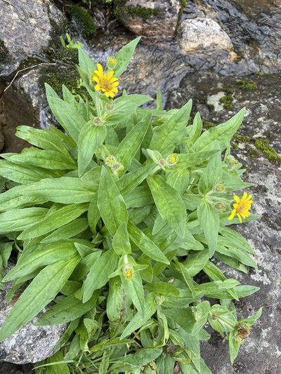 Arnica lanceolata, photographed by Sarah Courchesne