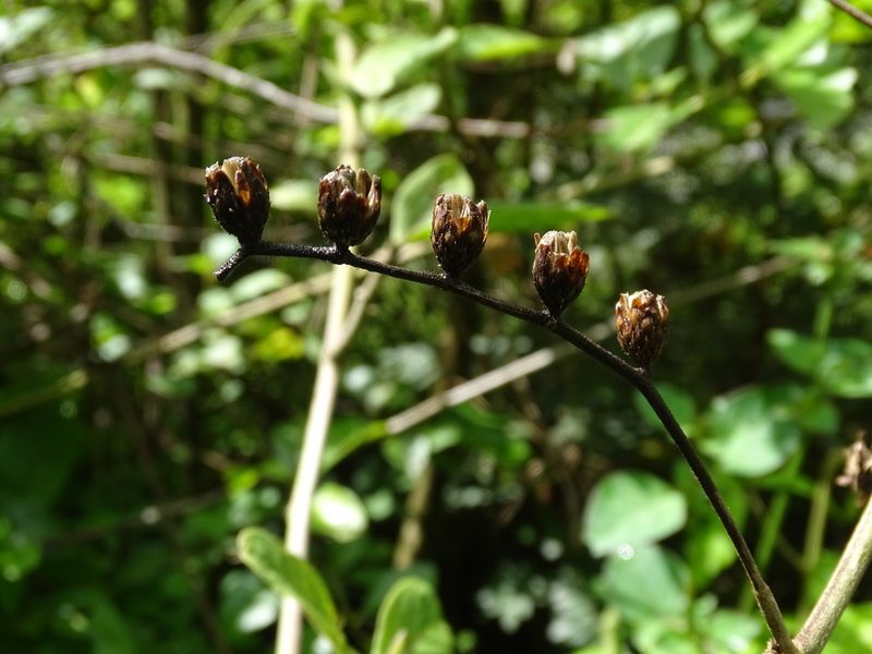 Lepidaploa tortuosa, photographed by Alexis López Hernández