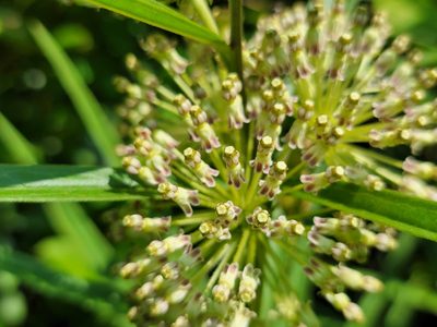 Asclepias hirtella, photographed by Elias