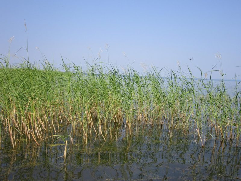 Scolochloa festucacea, photographed by Svetlana Polevova