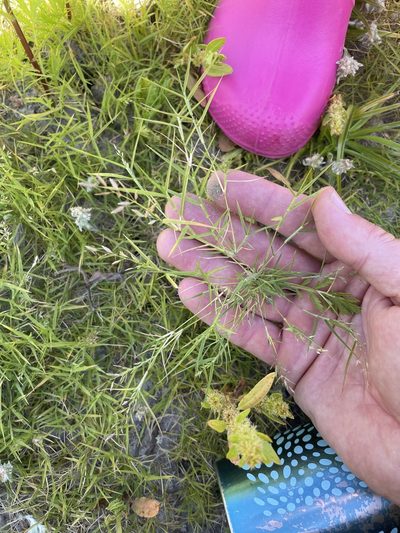 Eragrostis hypnoides, photographed by crothfels