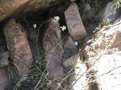 Dryopetalon runcinatum, photographed by Cecelia Alexander
