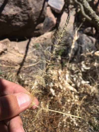 Setaria grisebachii, photographed by Cecelia Alexander