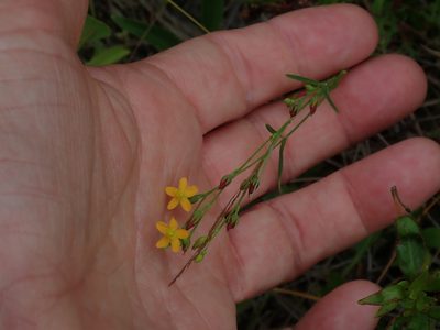 Hypericum canadense, photographed by Lynn Harper