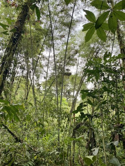 Guadua angustifolia, photographed by Patrick Cox
