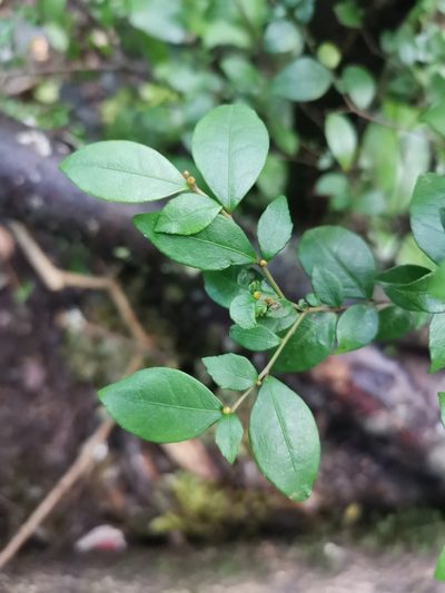 Rhamnus diffusa, photographed by Inao Vasquez