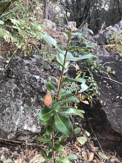 Manilkara mochisia, photographed by rosshawkins