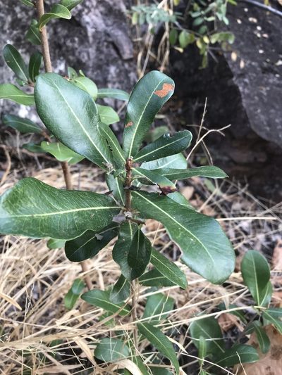 Manilkara mochisia, photographed by rosshawkins