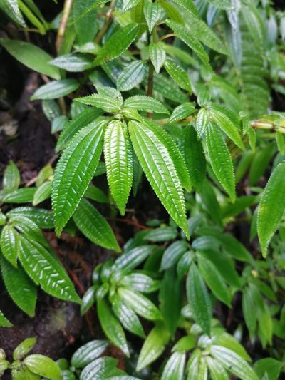 Pilea elegans, photographed by Inao Vasquez