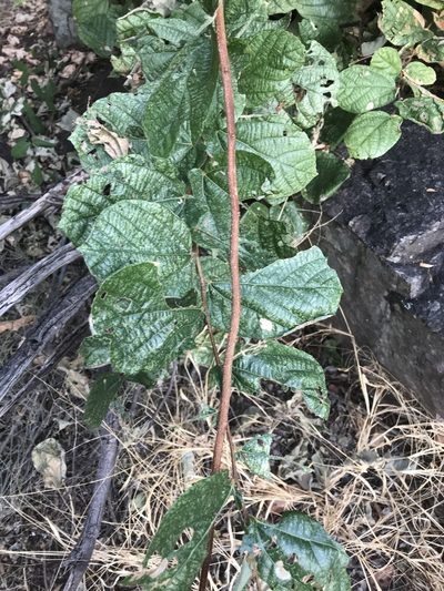 Grewia hexamita, photographed by rosshawkins