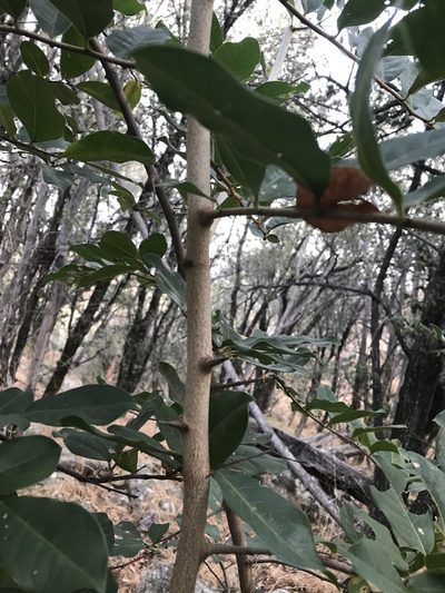 Artabotrys brachypetalus, photographed by rosshawkins