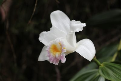 Sobralia powellii, photographed by Andrés Ramírez-Barrera