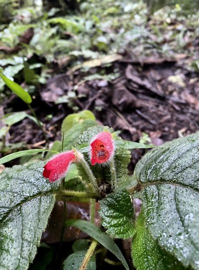 Kohleria villosa, photographed by Patrick Cox