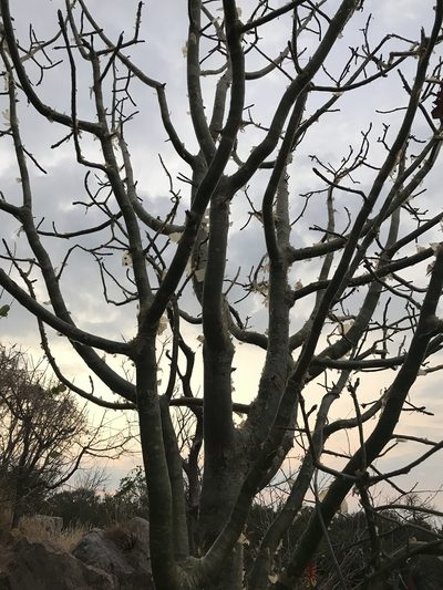 Commiphora marlothii, photographed by rosshawkins