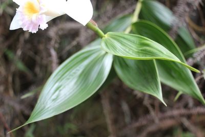 Sobralia powellii, photographed by Andrés Ramírez-Barrera