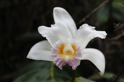 Sobralia powellii, photographed by Andrés Ramírez-Barrera