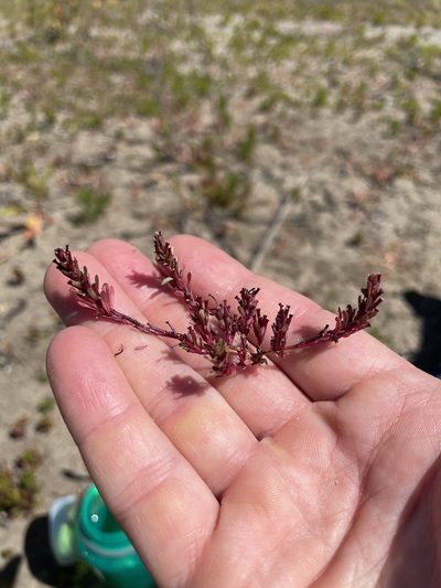 Lythrum tribracteatum, photographed by crothfels