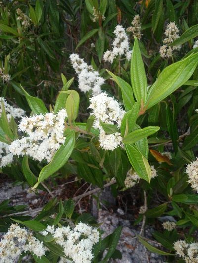 Miconia ibaguensis, photographed by Olvin Wilfredo Oyuela
