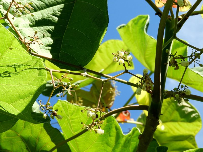 Jatropha peltata, photographed by Francisco Farriols Sarabia