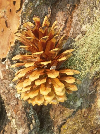 Pinus maximinoi, photographed by Olvin Wilfredo Oyuela