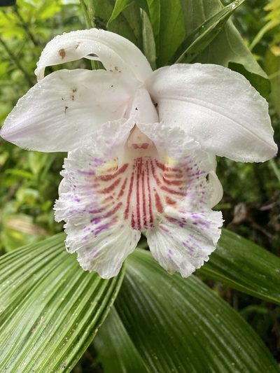 Sobralia pulcherrima, photographed by Patrick Cox