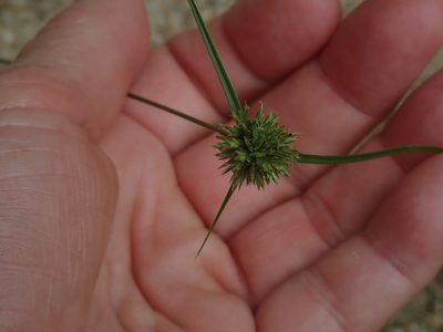Cyperus lupulinus, photographed by Lynn Harper