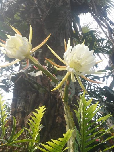 Disocactus crenatus, photographed by Olvin Wilfredo Oyuela