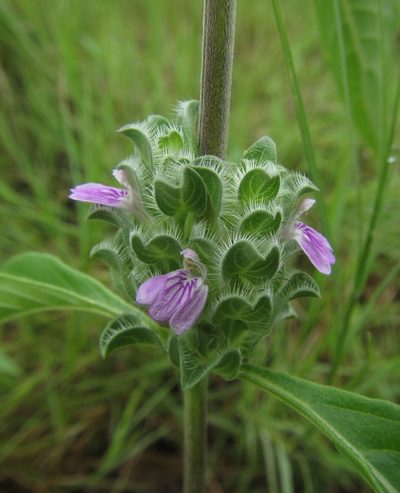 Meiosperma bracteatum, photographed by Robert Taylor