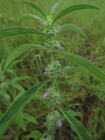 Meiosperma bracteatum, photographed by Robert Taylor