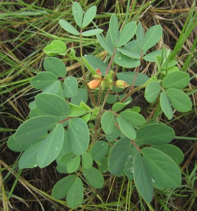 Chamaecrista absus, photographed by Robert Taylor