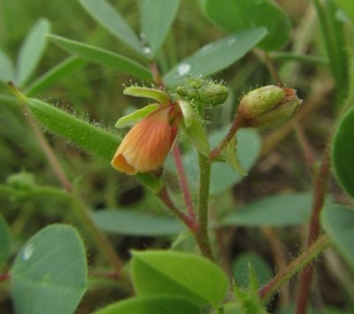 Chamaecrista absus, photographed by Robert Taylor