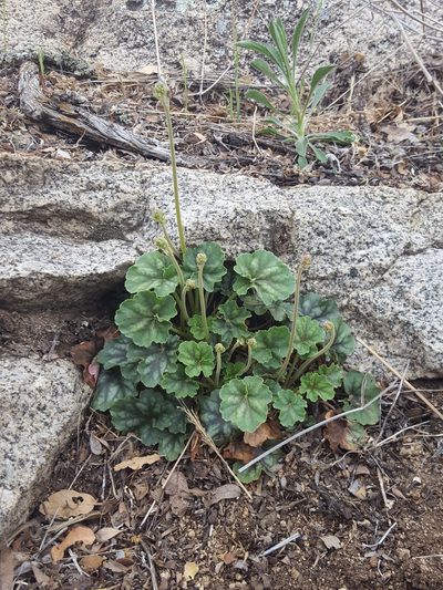 Heuchera soltisii, photographed by Alex Abair