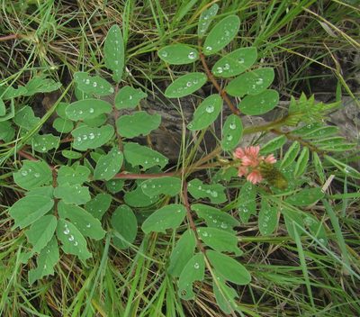 Indigofera astragalina, photographed by Robert Taylor