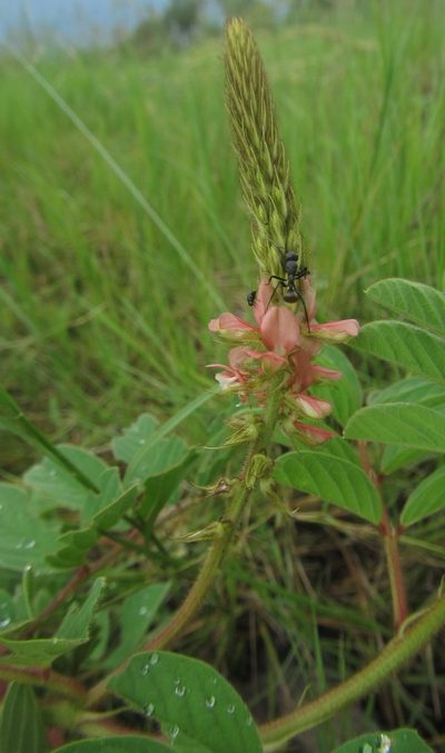 Indigofera astragalina, photographed by Robert Taylor