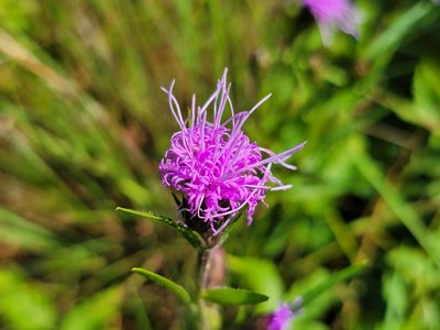 Liatris squarrosa, photographed by Elias
