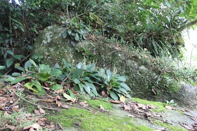 Peperomia obtusifolia, photographed by Andrés Ramírez-Barrera