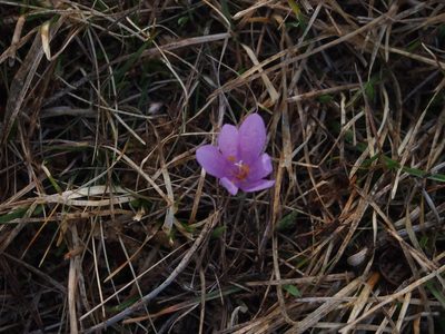 Colchicum bulbocodium, photographed by Zoltán Nagy