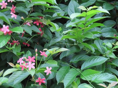 Combretum indicum, photographed by Maria Janeiro