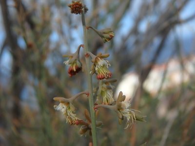 Reseda scoparia, photographed by Daniel Cahen