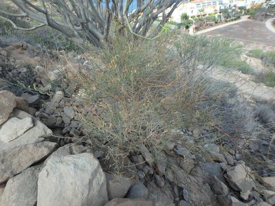 Reseda scoparia, photographed by Daniel Cahen