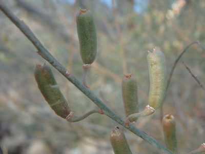 Reseda scoparia, photographed by Daniel Cahen