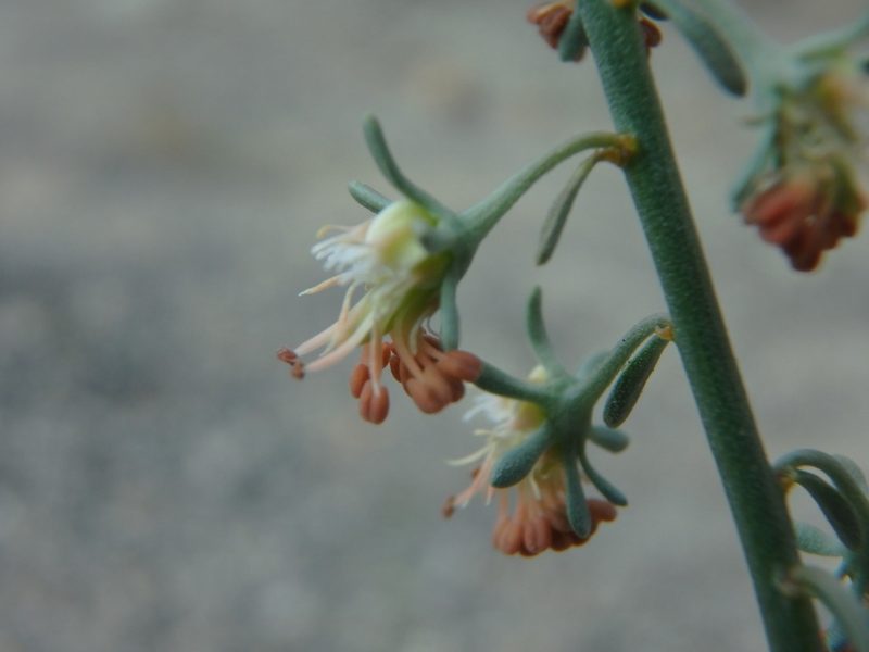 Reseda scoparia, photographed by Daniel Cahen