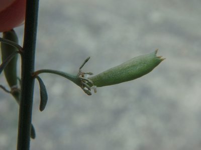 Reseda scoparia, photographed by Daniel Cahen