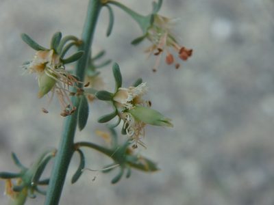 Reseda scoparia, photographed by Daniel Cahen