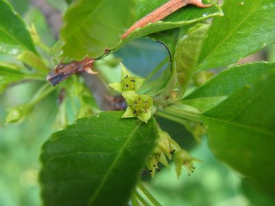 Rhamnus crenulata, photographed by Daniel Cahen