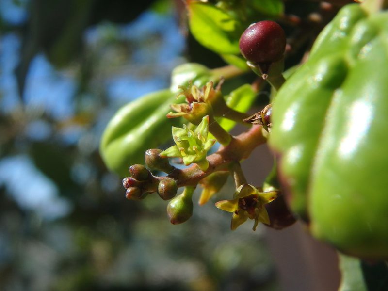 Rhamnus glandulosa, photographed by Daniel Cahen
