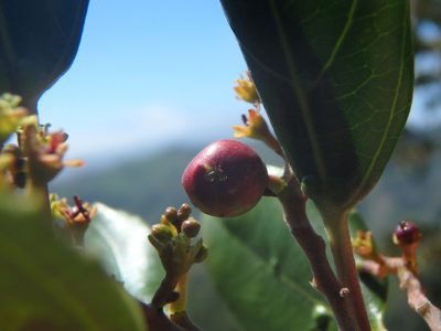 Rhamnus glandulosa, photographed by Daniel Cahen