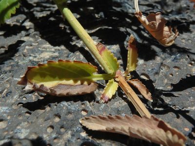 Scrophularia glabrata, photographed by Daniel Cahen