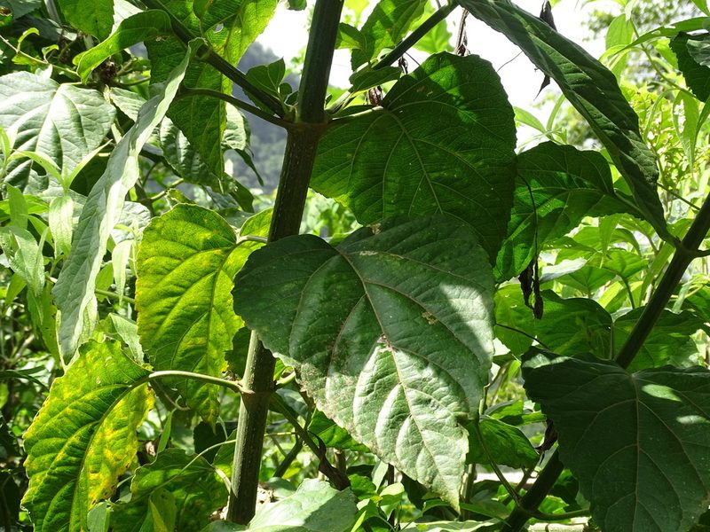 Critonia morifolia, photographed by Alexis López Hernández